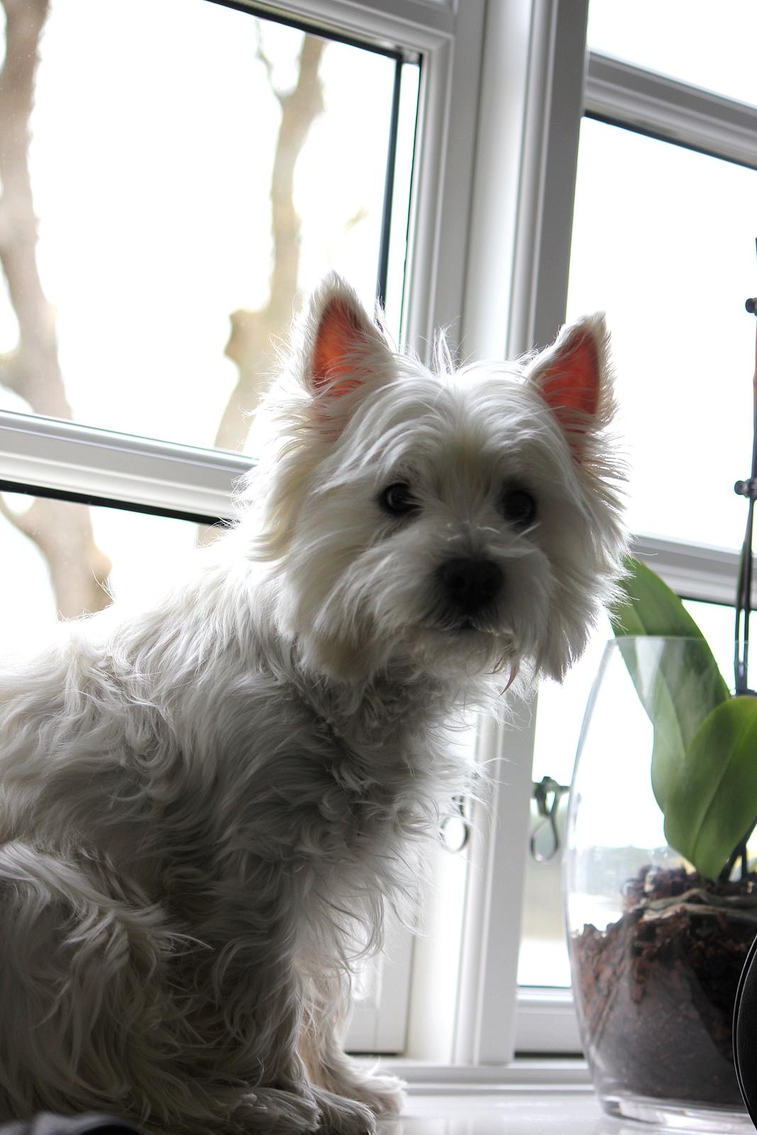 West highland white terrier Gucci billede 11