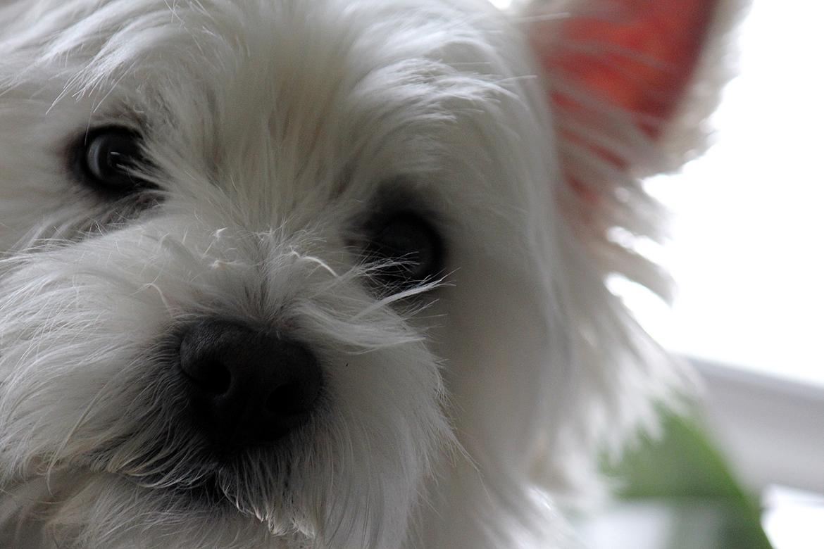West highland white terrier Gucci billede 1