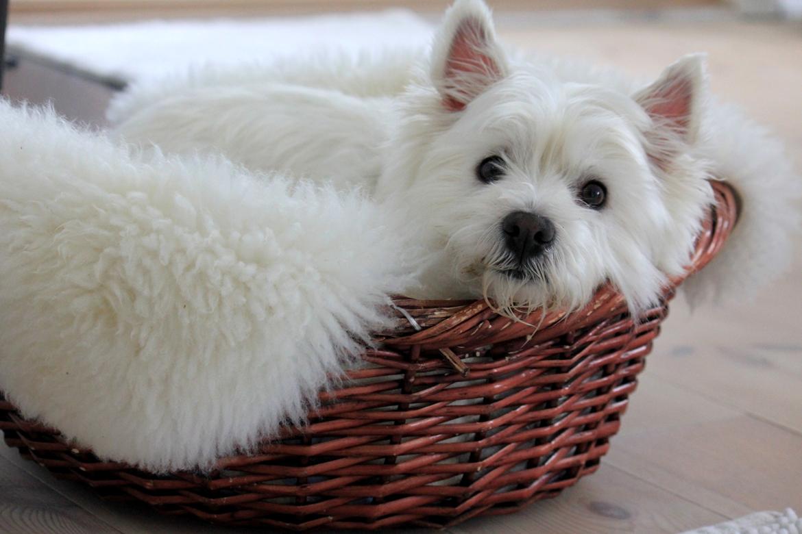 West highland white terrier Gucci billede 5