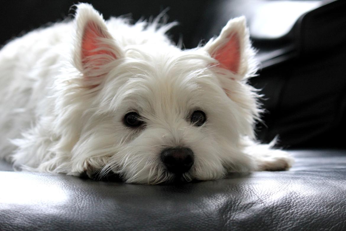 West highland white terrier Gucci billede 4