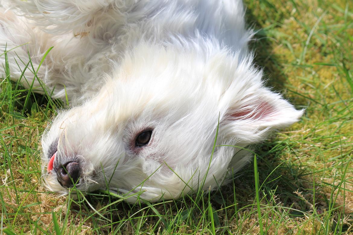 West highland white terrier Gucci billede 7