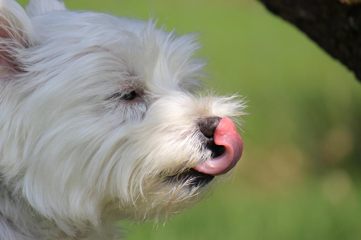 West highland white terrier Gucci billede 12