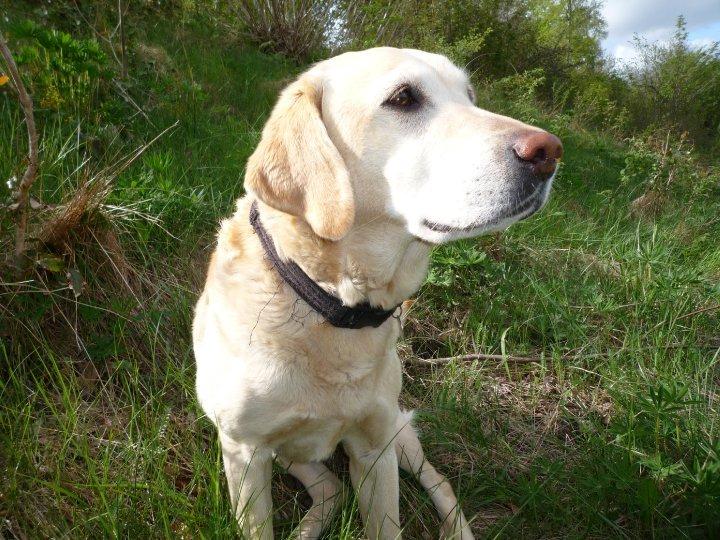 Labrador retriever Chili - Fotogen? Ja, det er hun! billede 1
