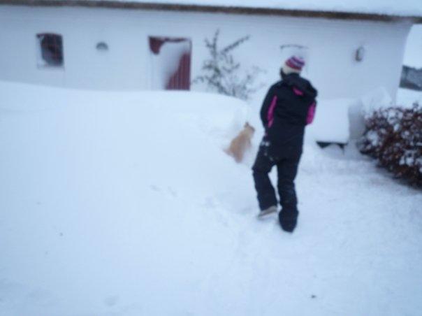 Labrador retriever Chili billede 2