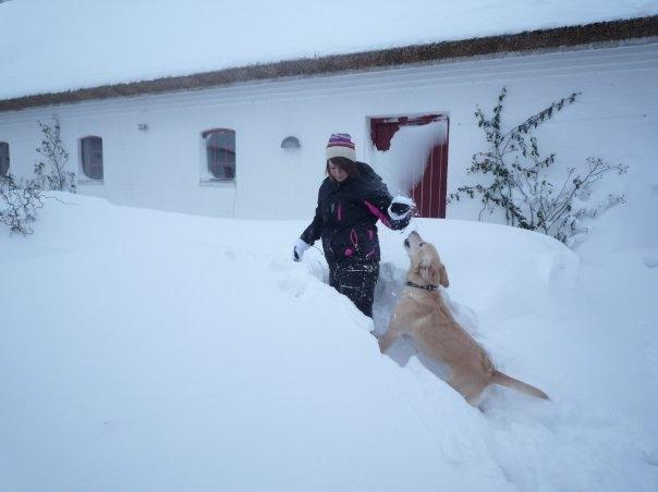 Labrador retriever Chili - Chili elsker at løbe i sneen - og især at fange snebolde! billede 3