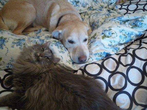 Labrador retriever Chili - Chili og Sneakers hygger i sengen! billede 4