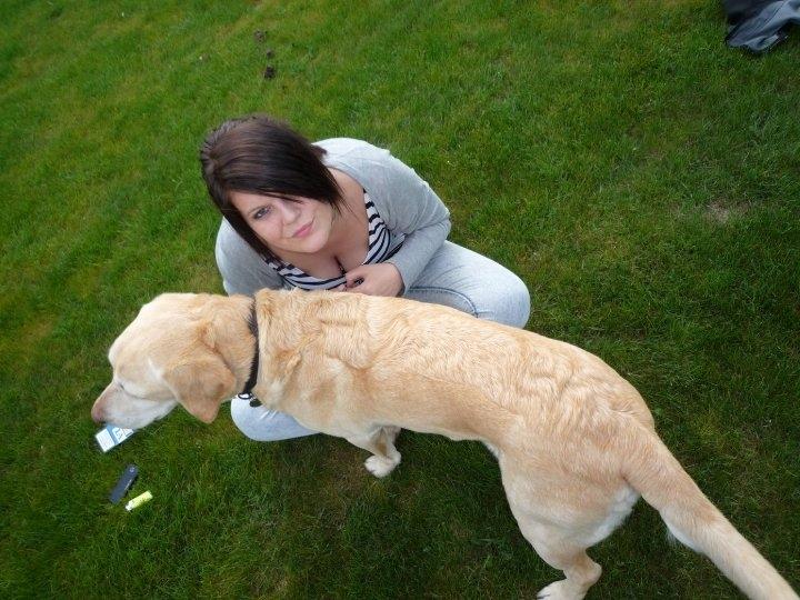 Labrador retriever Chili billede 7