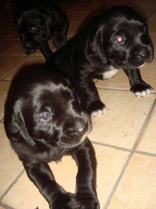 Labrador retriever Chili - Vi måtte ikke lade hende beholde alle ti hvalpe da hun kun var 1,5-2 år da hun havde dem, samtidig med hun døjer med dårligt hjerte og vand i lungerne - derimod måtte vi heller ikke fjerne dem alle, så vi beholdte tre små banditter som vi fik afsat senere billede 9