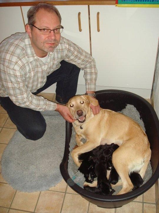 Labrador retriever Chili - Ja, nu havde Chili jo været på en lille udflugt og med sig hjem havde hun ti små sorte hvalpe i maven!  billede 8