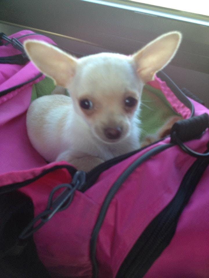 Chihuahua Simon - dag 1 i sit nye hjem billede 1