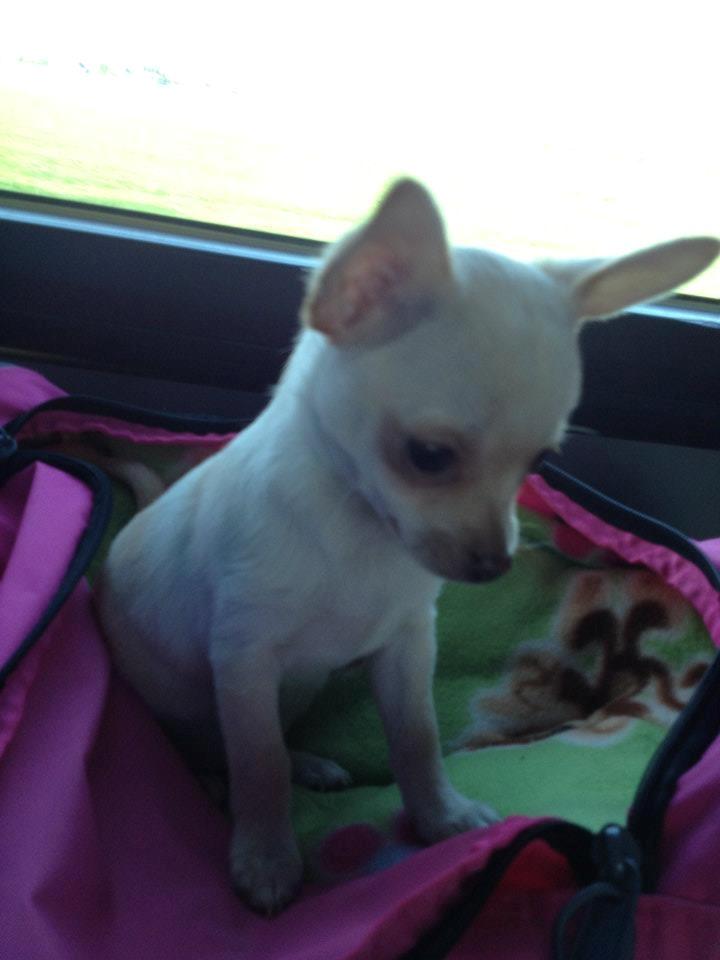 Chihuahua Simon billede 2