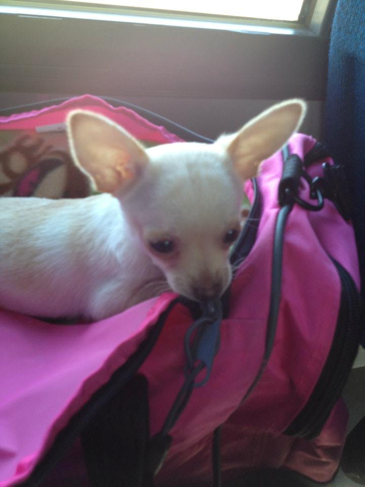 Chihuahua Simon billede 3