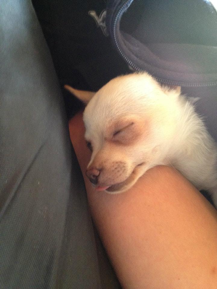 Chihuahua Simon billede 4