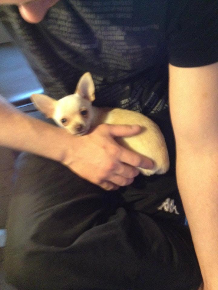 Chihuahua Simon billede 5