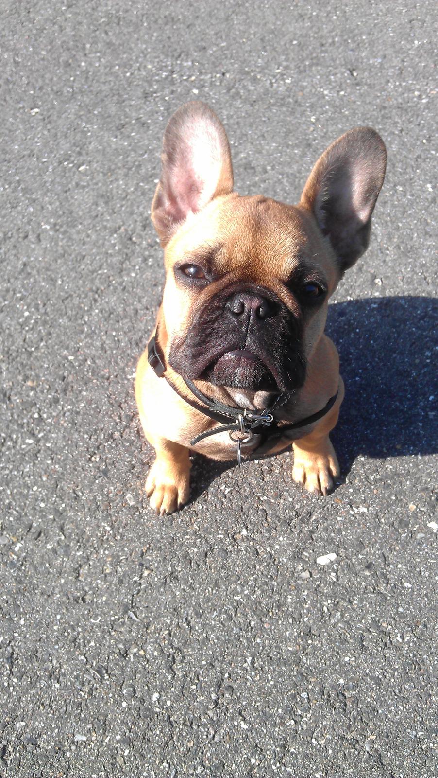 Fransk bulldog Agnes billede 16