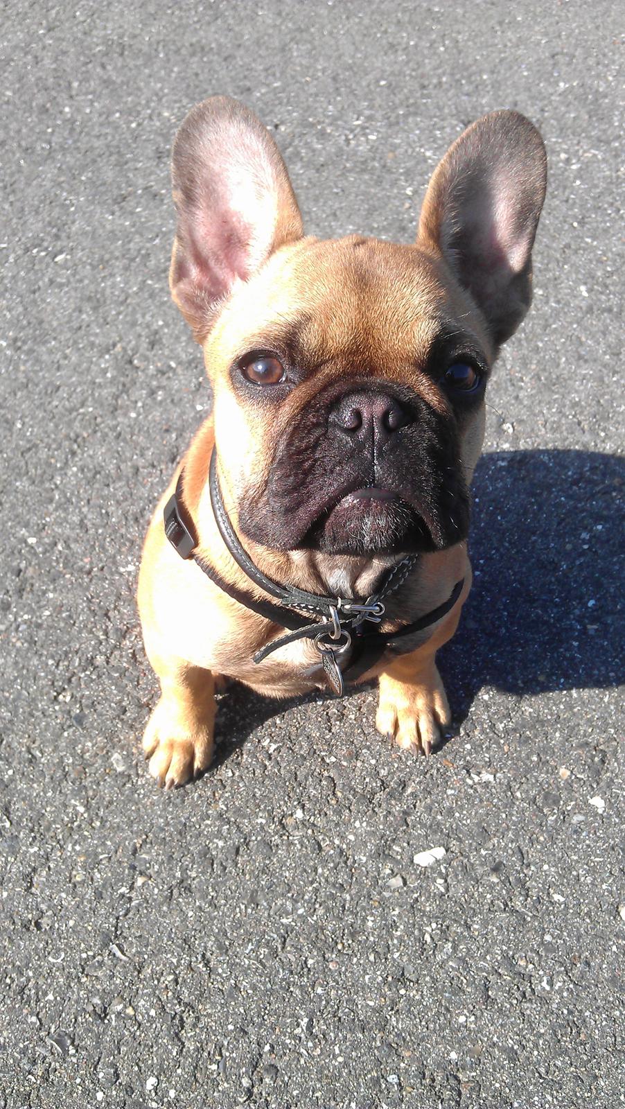 Fransk bulldog Agnes billede 17