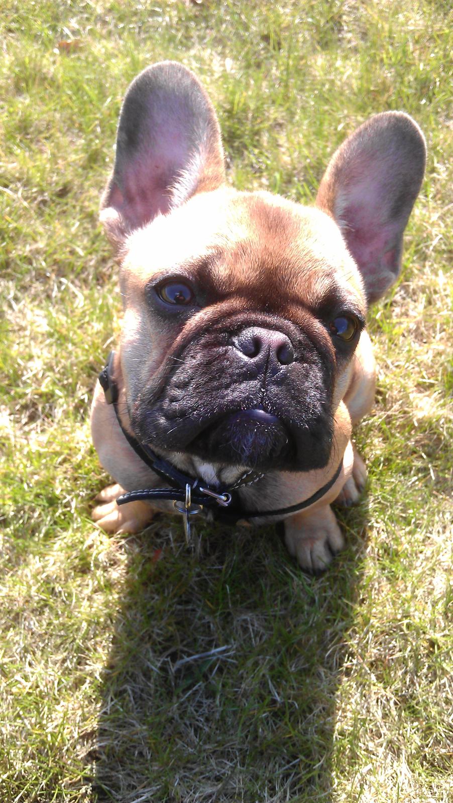 Fransk bulldog Agnes billede 18