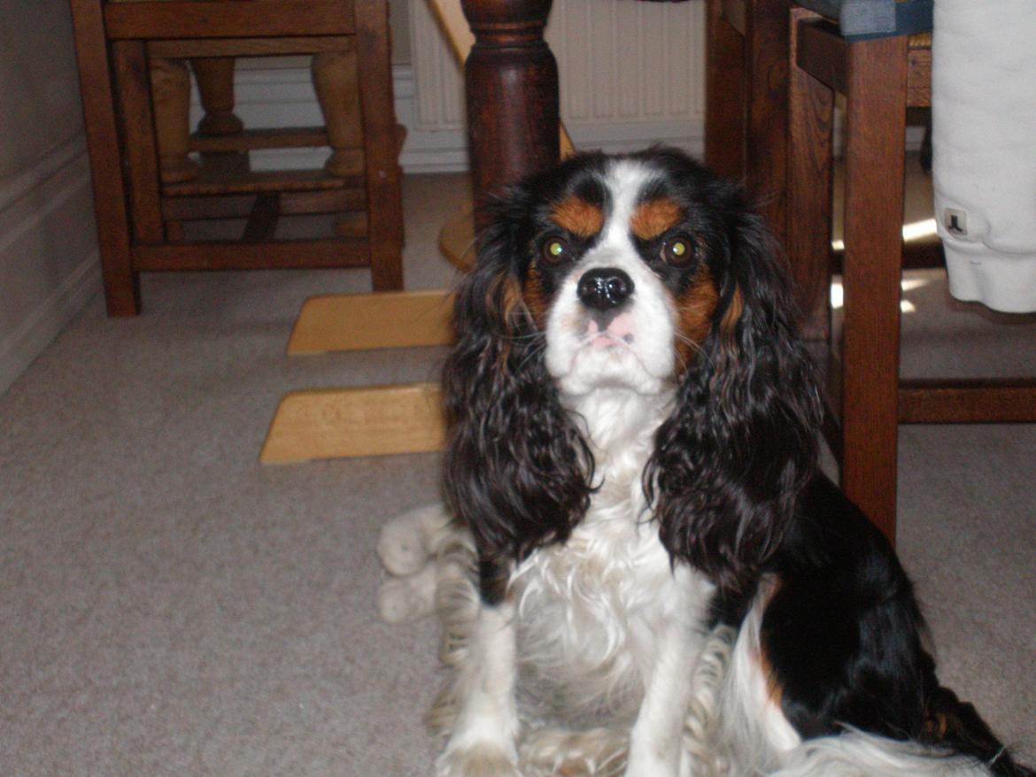 Cavalier king charles spaniel Funkel´s Lord Harley billede 12