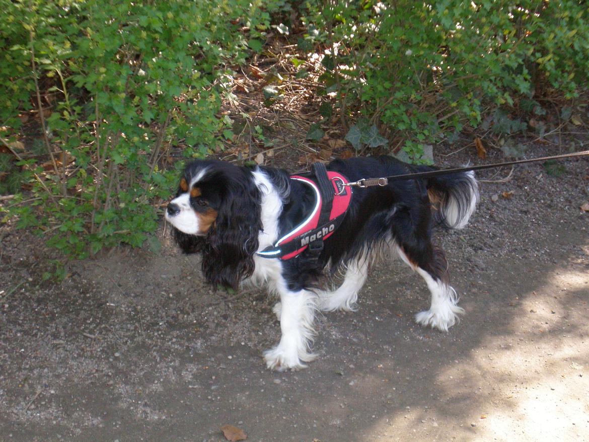 Cavalier king charles spaniel Funkel´s Lord Harley billede 13