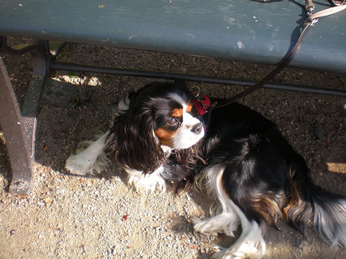 Cavalier king charles spaniel Funkel´s Lord Harley - vi ar i Frederiksberg have og Harley tag en slapper under bænken billede 14