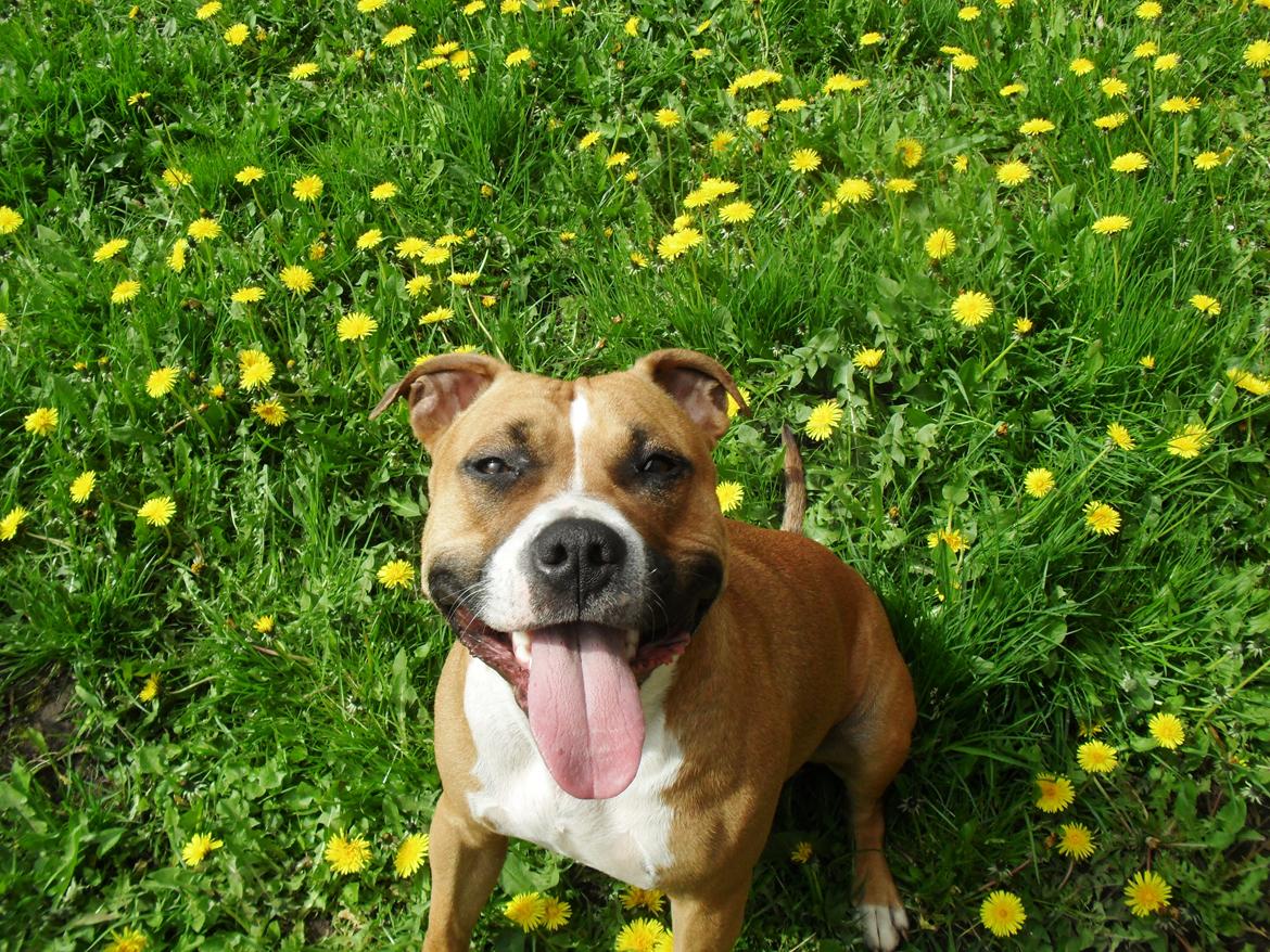 Amerikansk staffordshire terrier Bailey billede 2