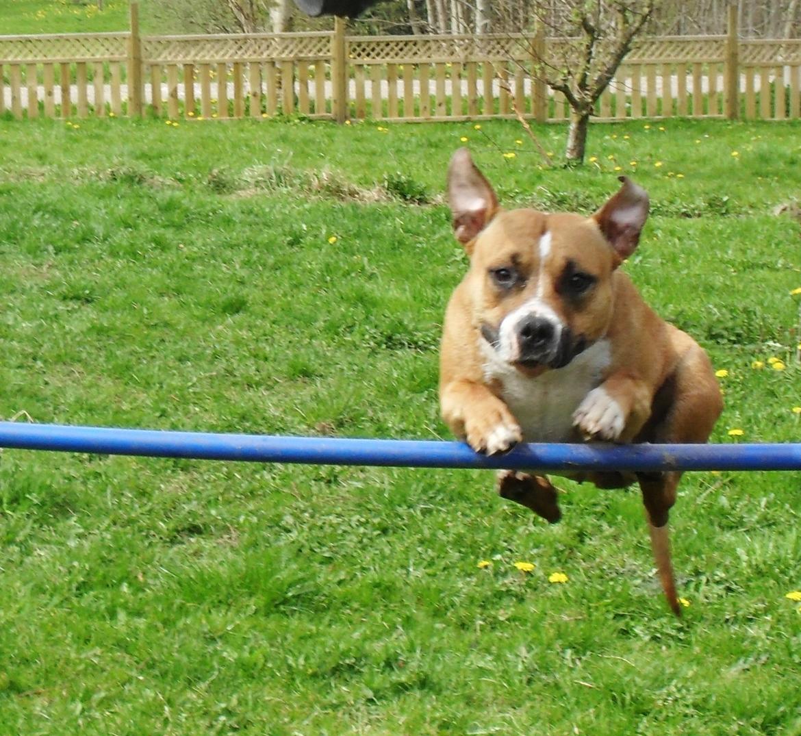 Amerikansk staffordshire terrier Bailey billede 3