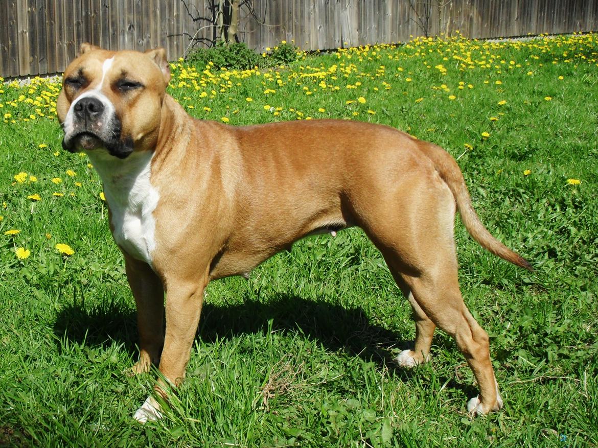 Amerikansk staffordshire terrier Bailey billede 1