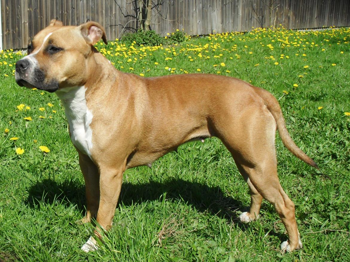 Amerikansk staffordshire terrier Bailey billede 20