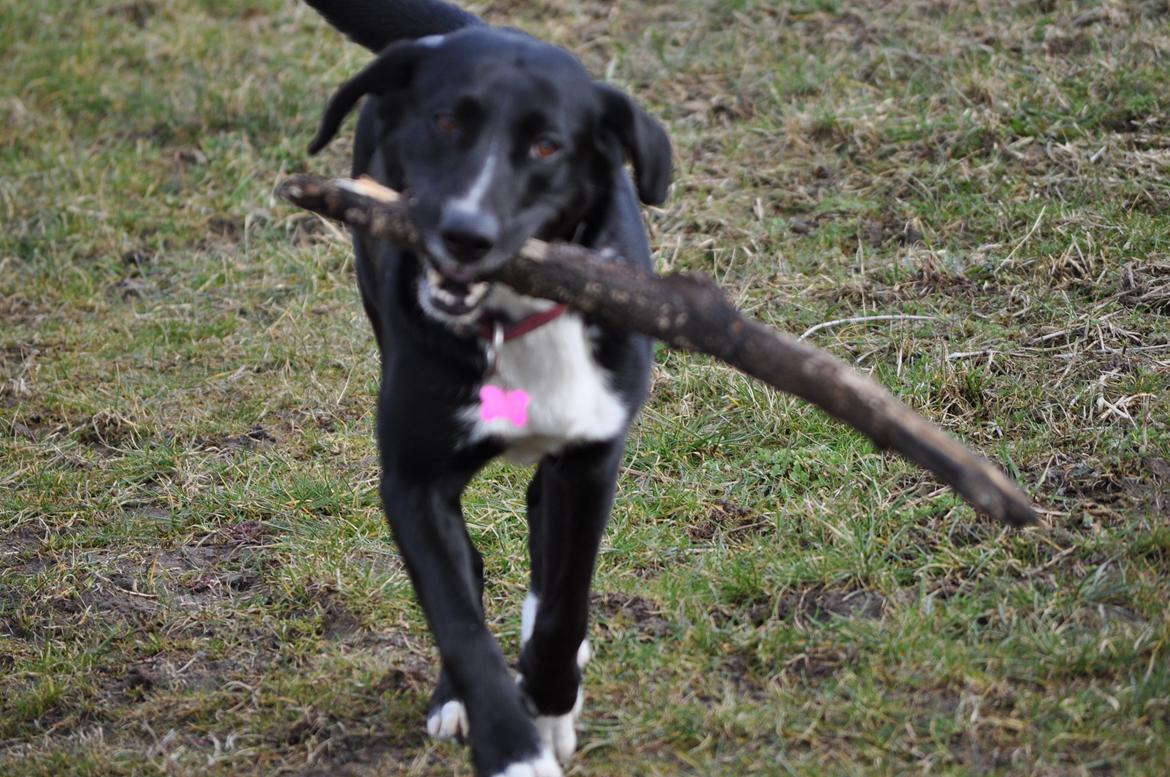 Blanding af racer Dede billede 1