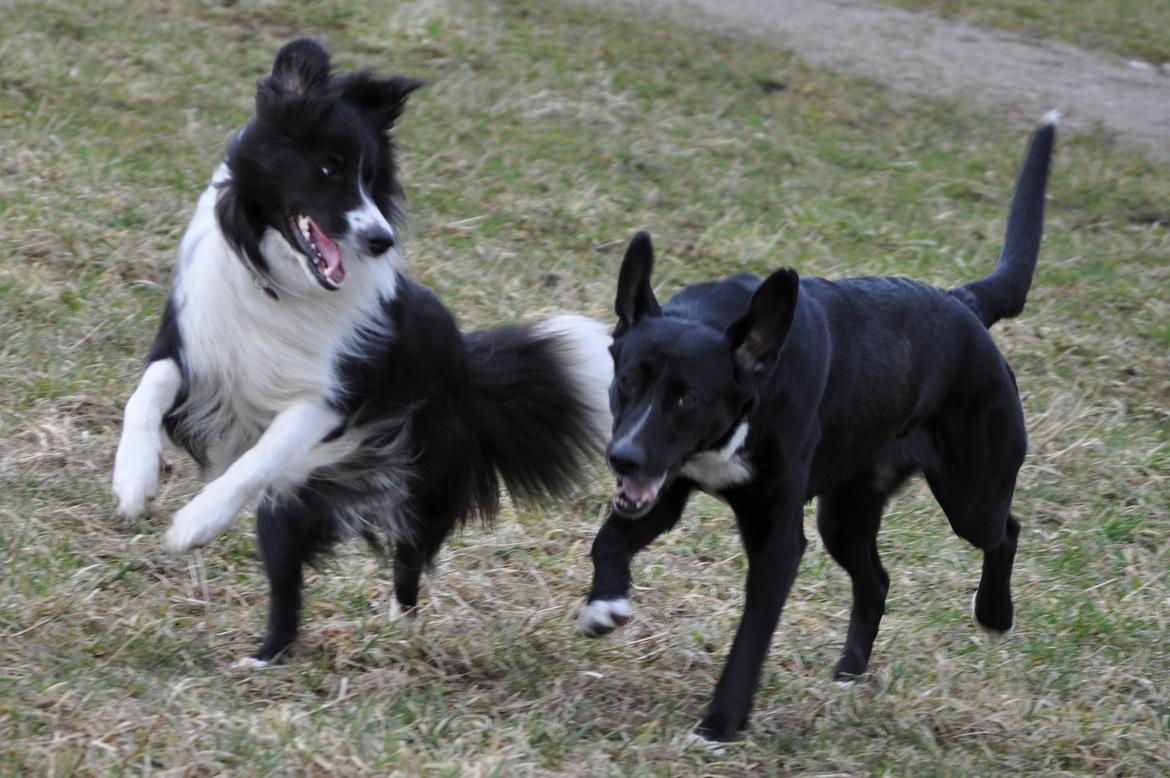 Blanding af racer Dede billede 2