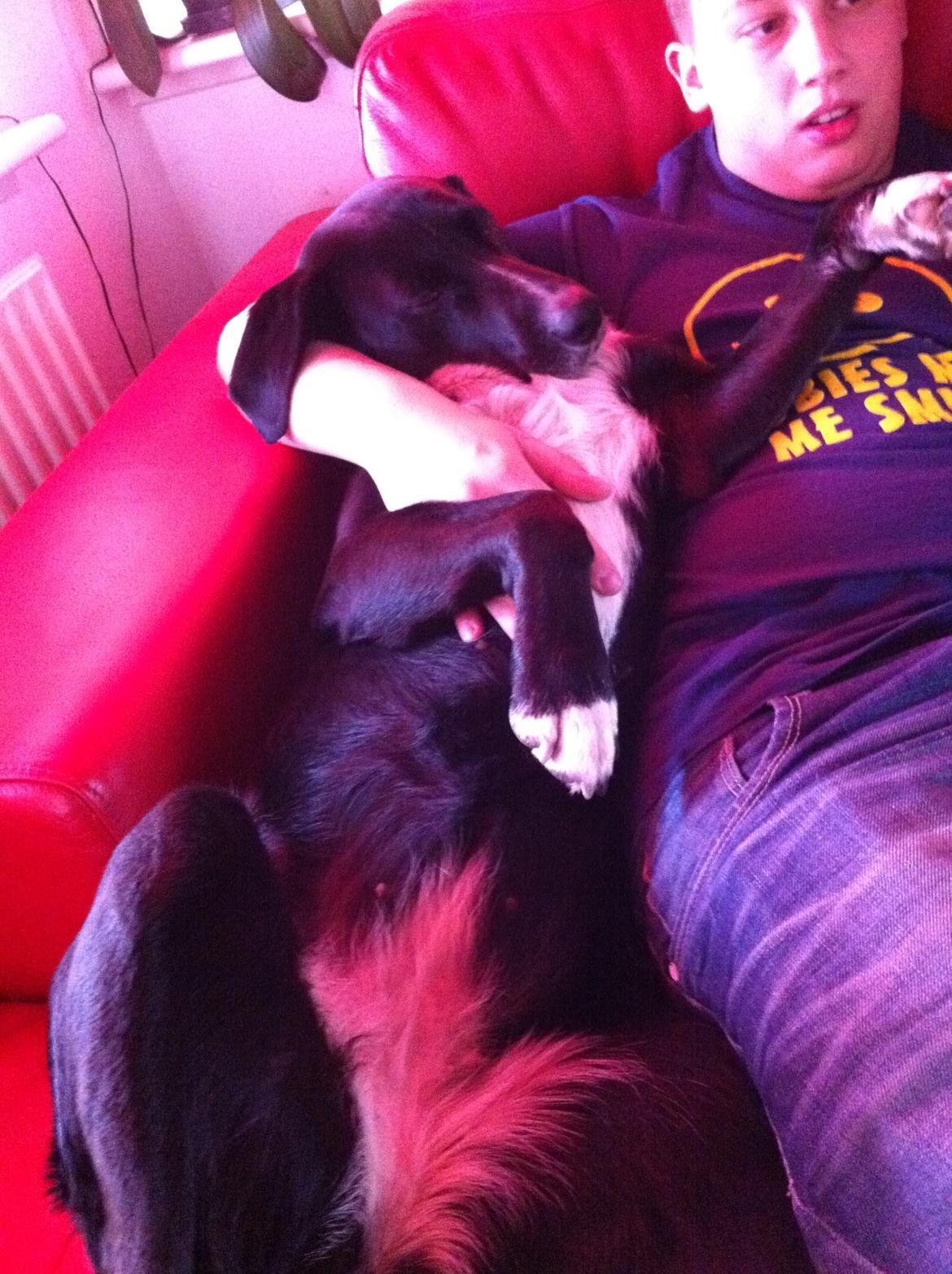 Blanding af racer Dede billede 3