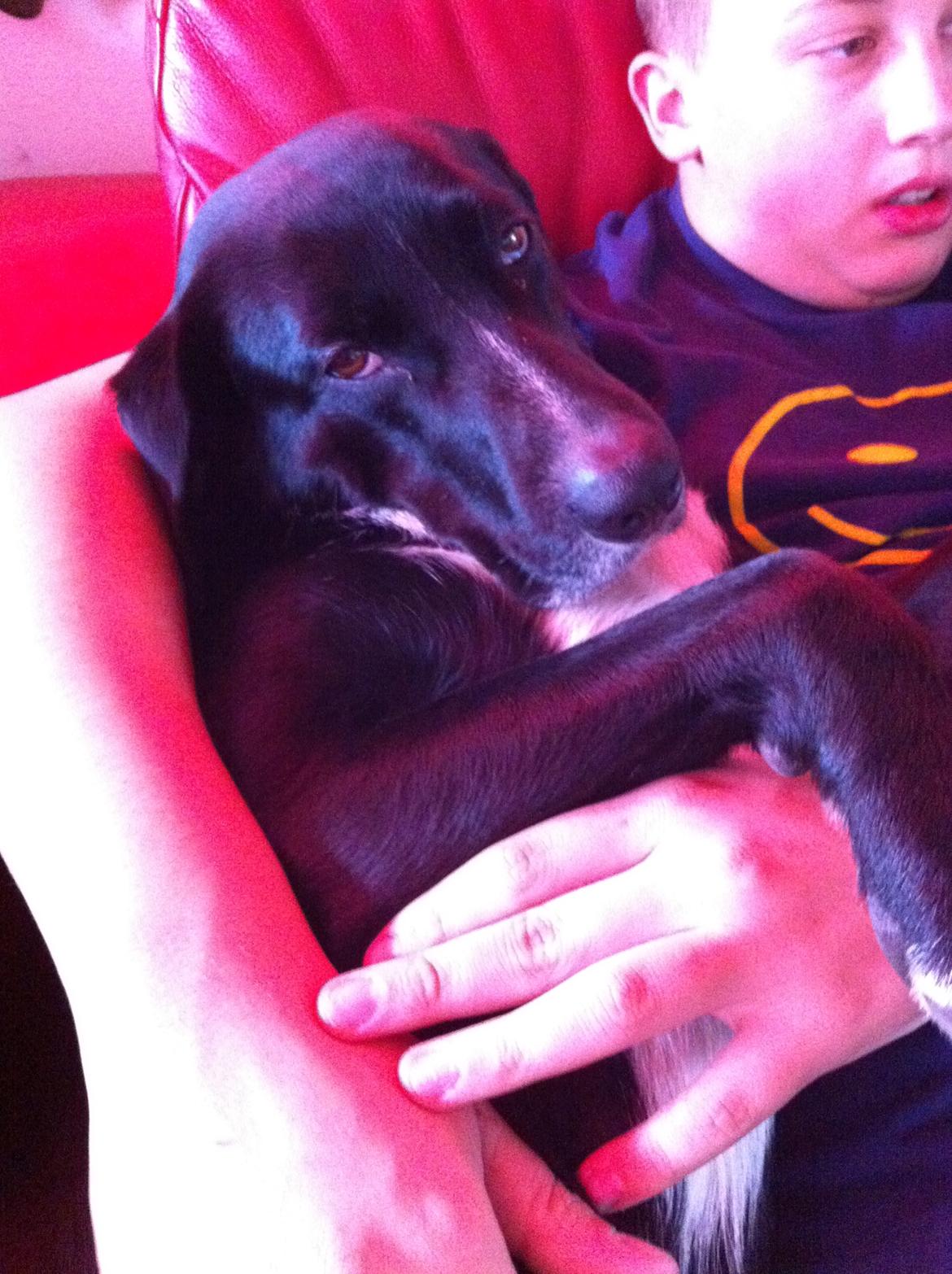 Blanding af racer Dede billede 5