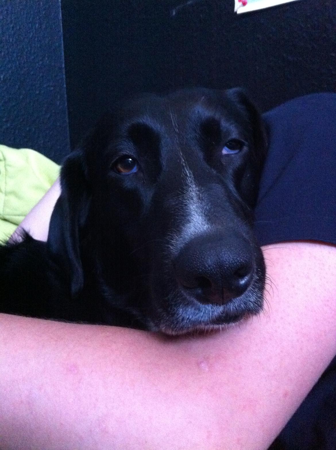 Blanding af racer Dede billede 6