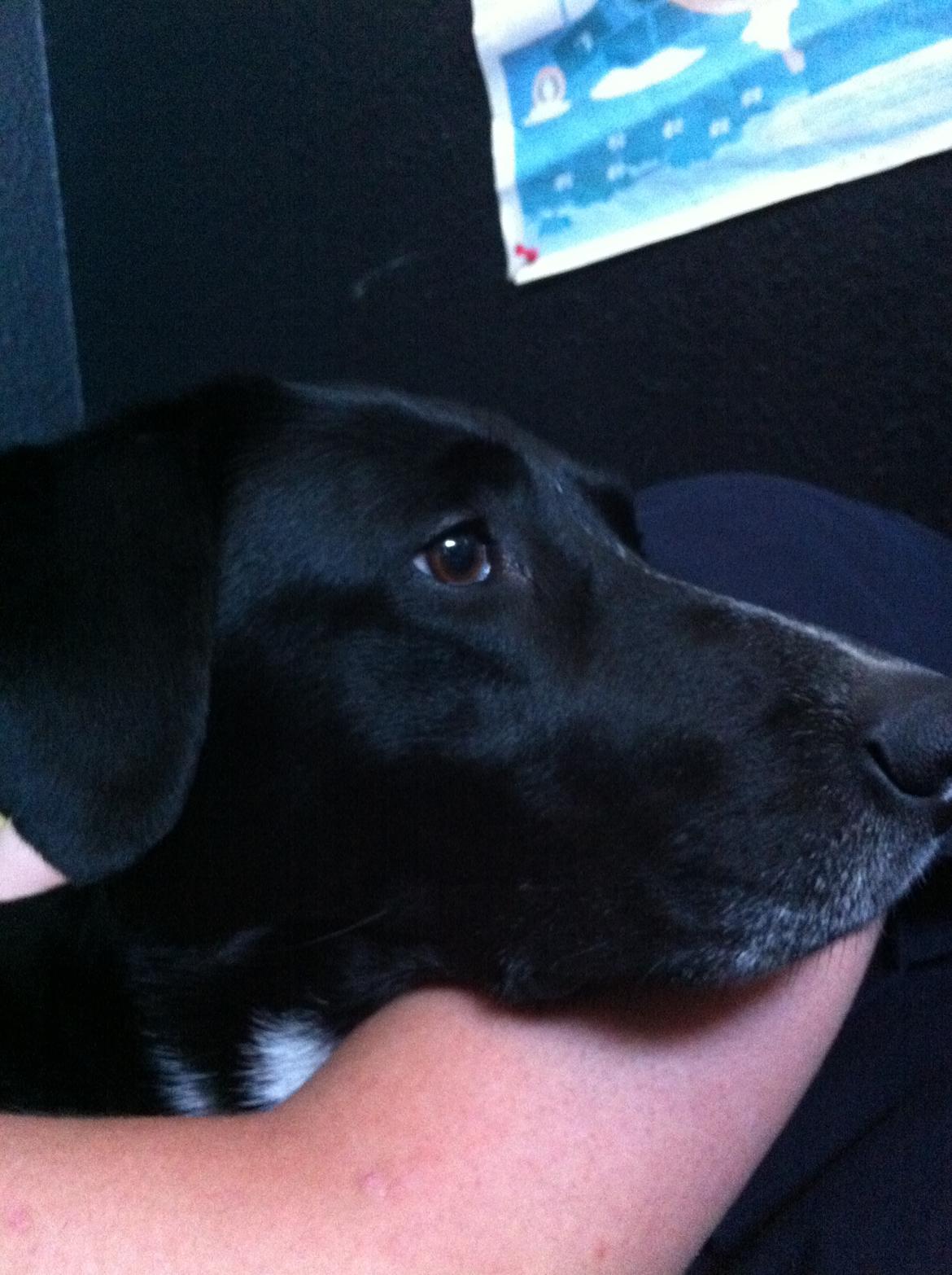 Blanding af racer Dede billede 7