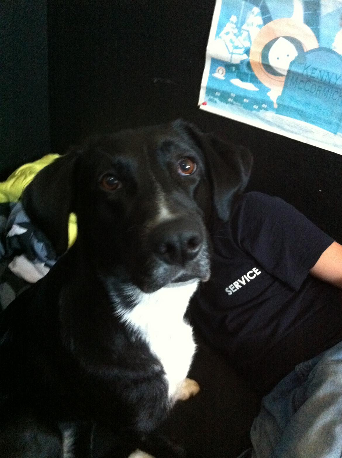 Blanding af racer Dede billede 8