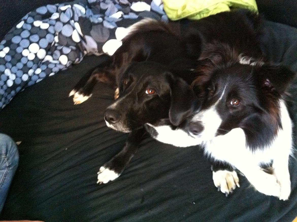 Blanding af racer Dede billede 9