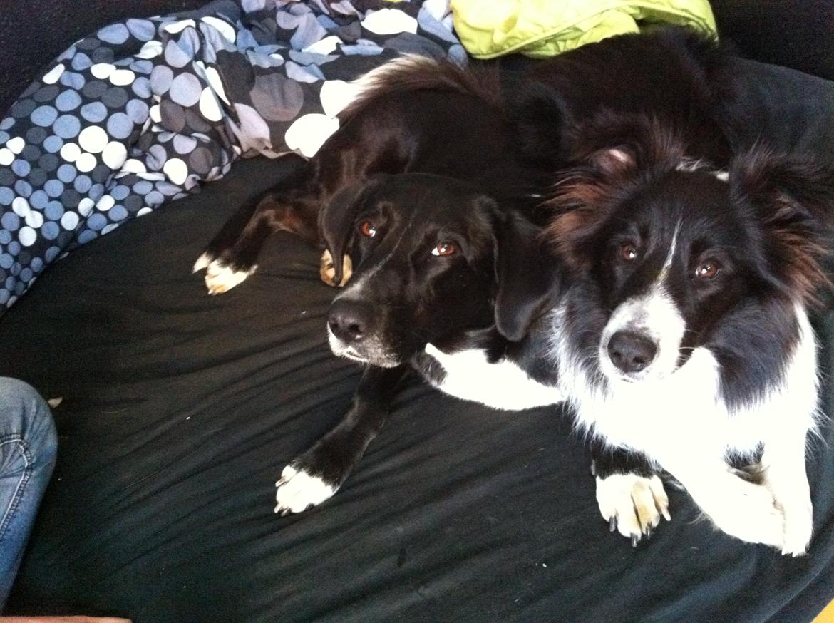 Blanding af racer Dede billede 10