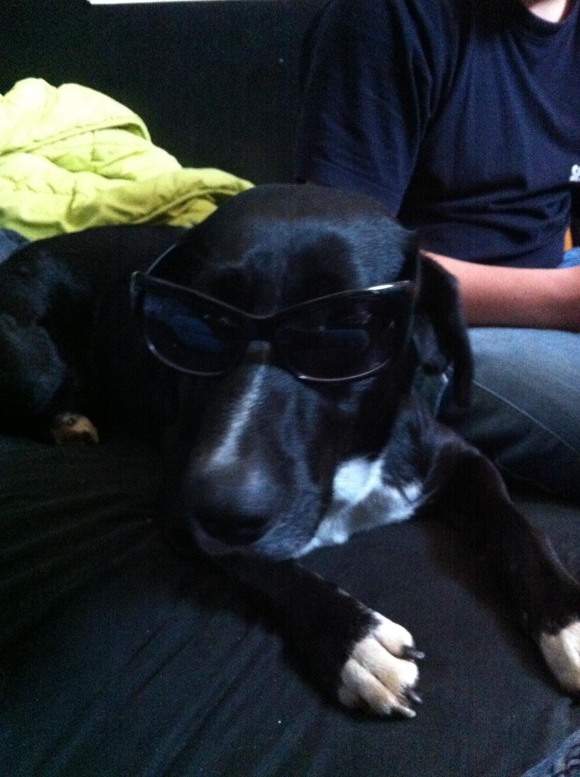 Blanding af racer Dede billede 11