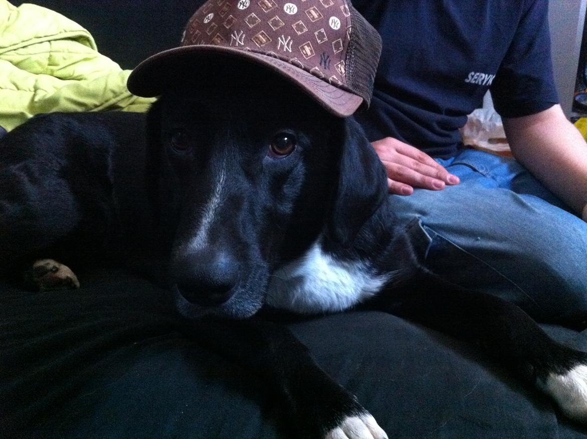 Blanding af racer Dede billede 12