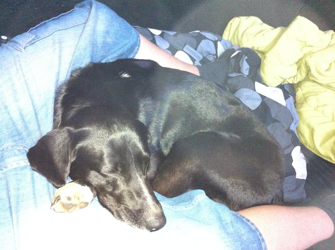 Blanding af racer Dede billede 13