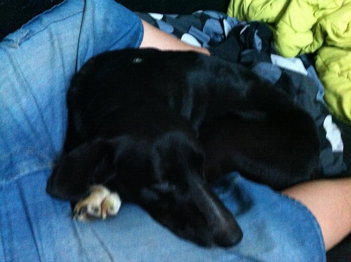 Blanding af racer Dede billede 14