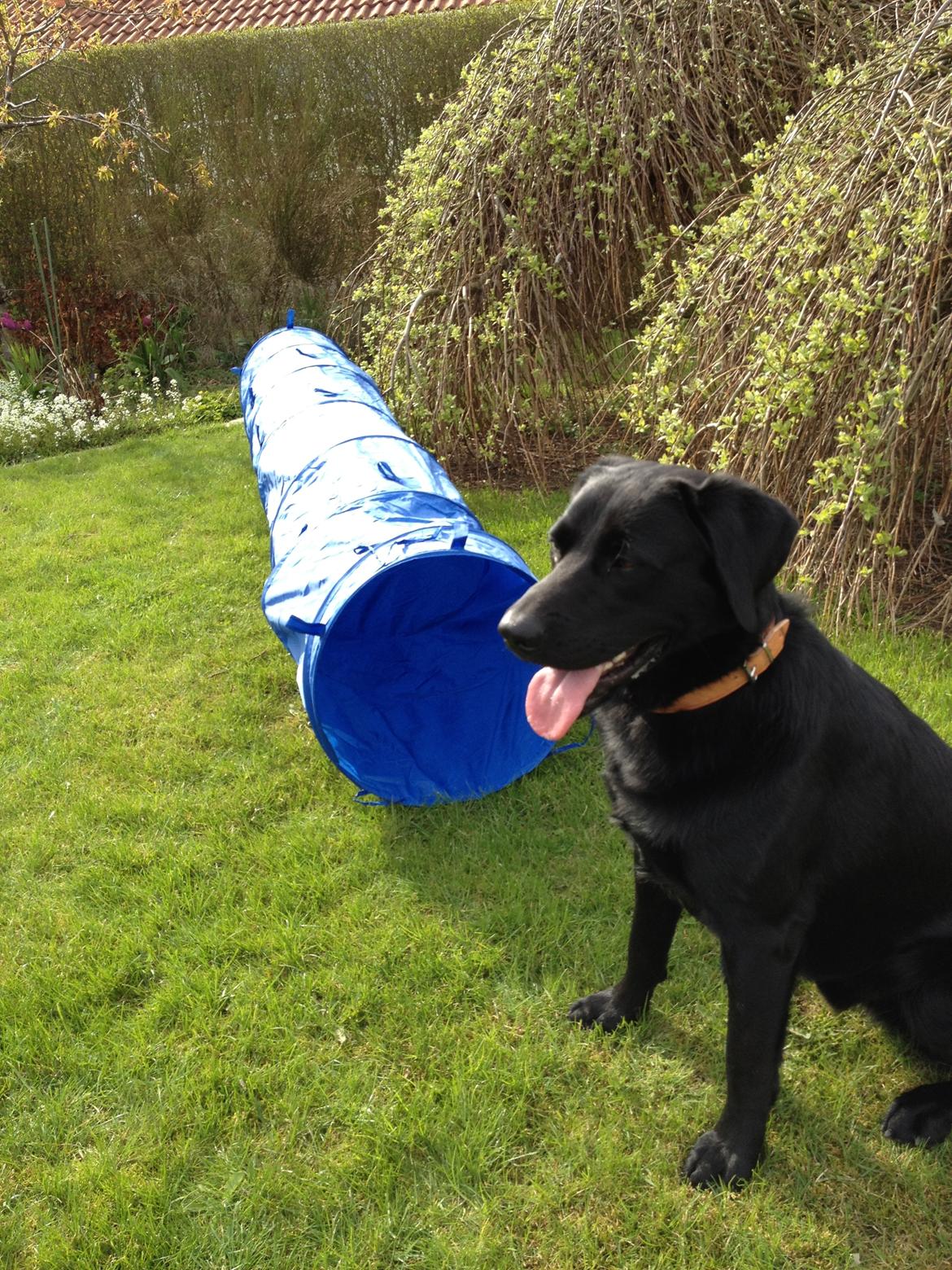 Labrador retriever Baloo billede 18