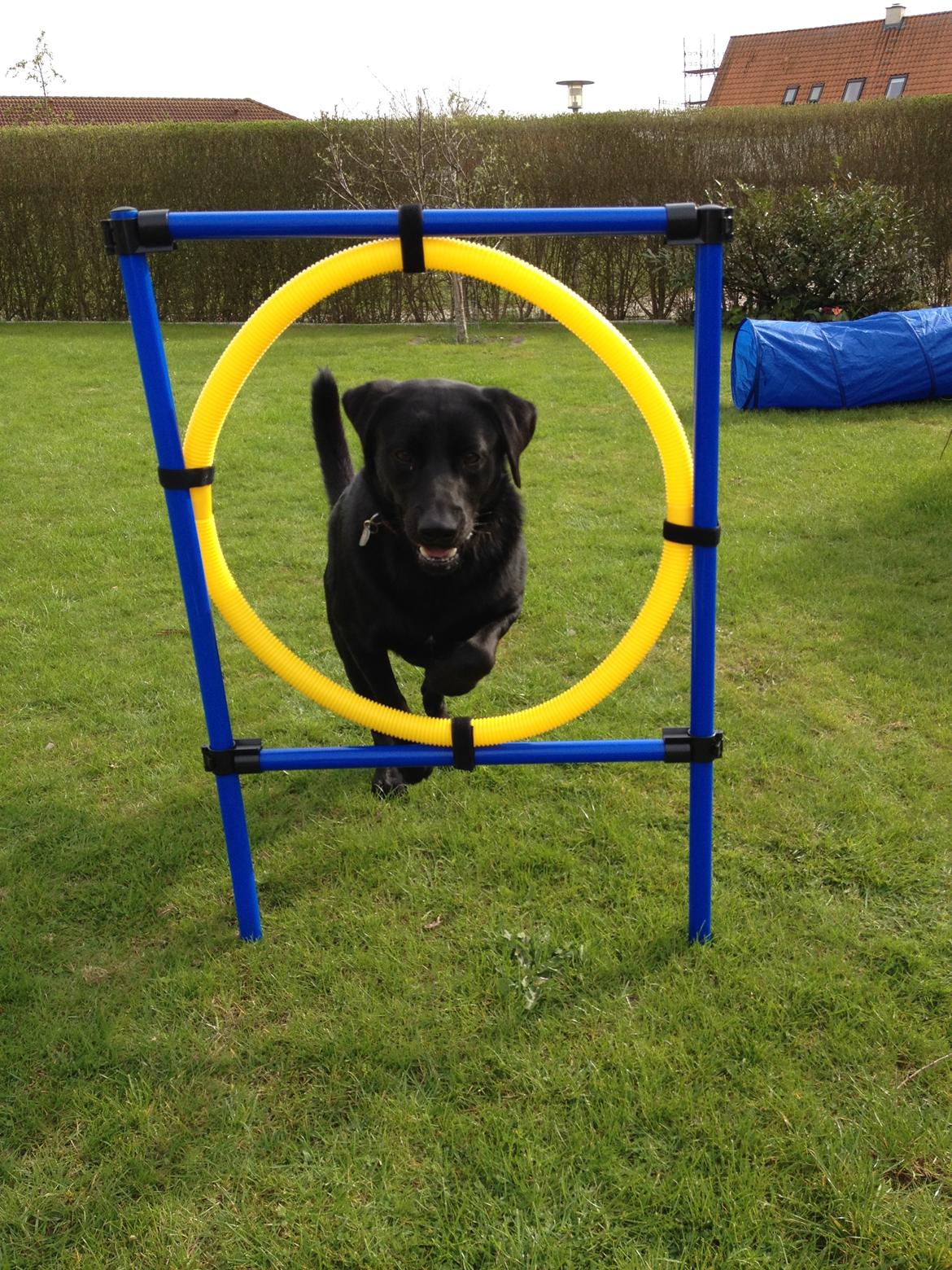 Labrador retriever Baloo billede 19