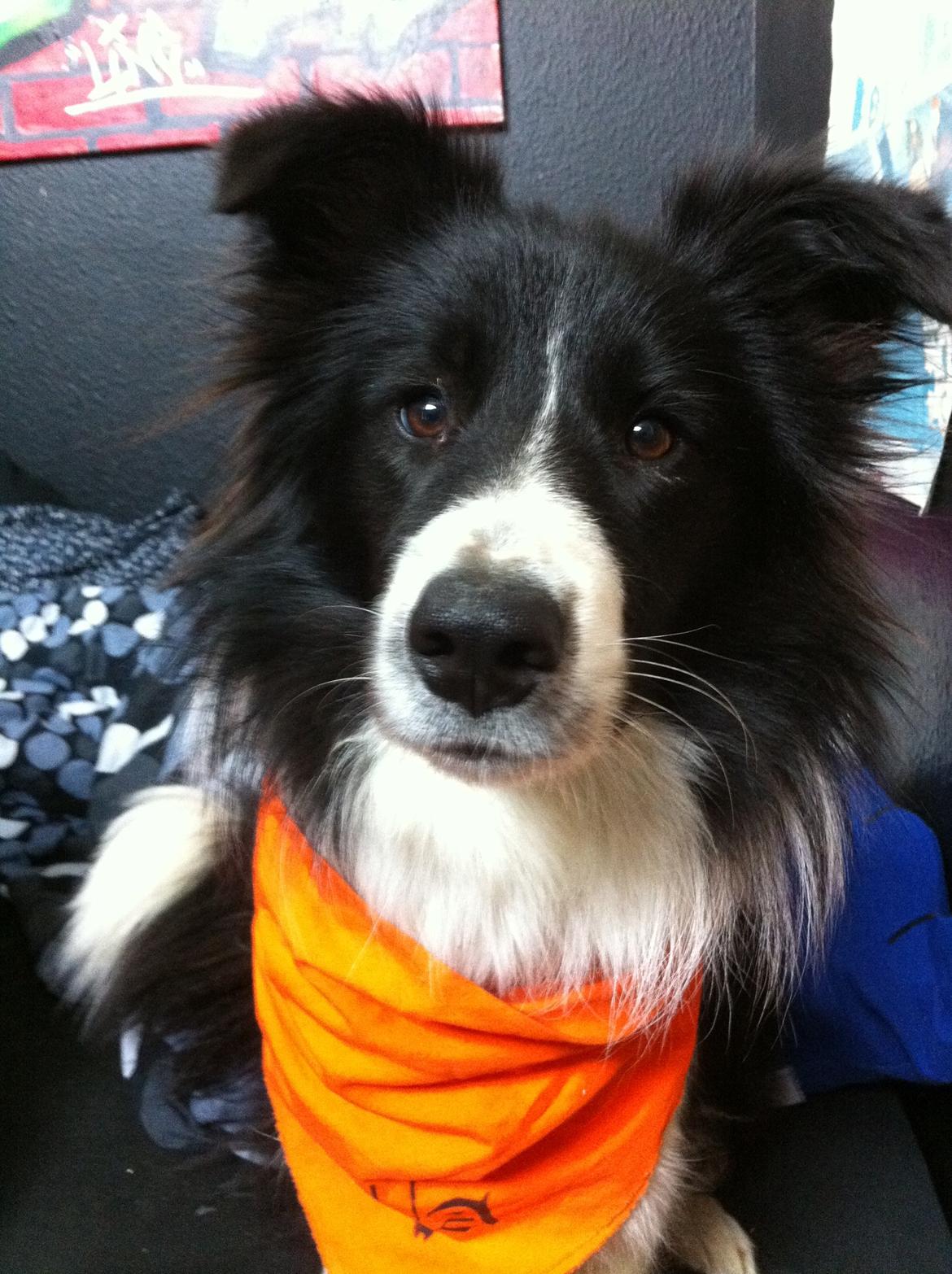 Blanding af racer Banda billede 1