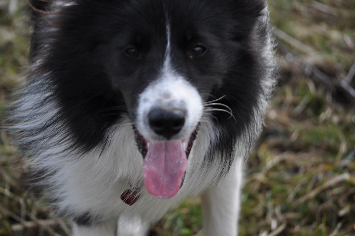 Blanding af racer Banda billede 3