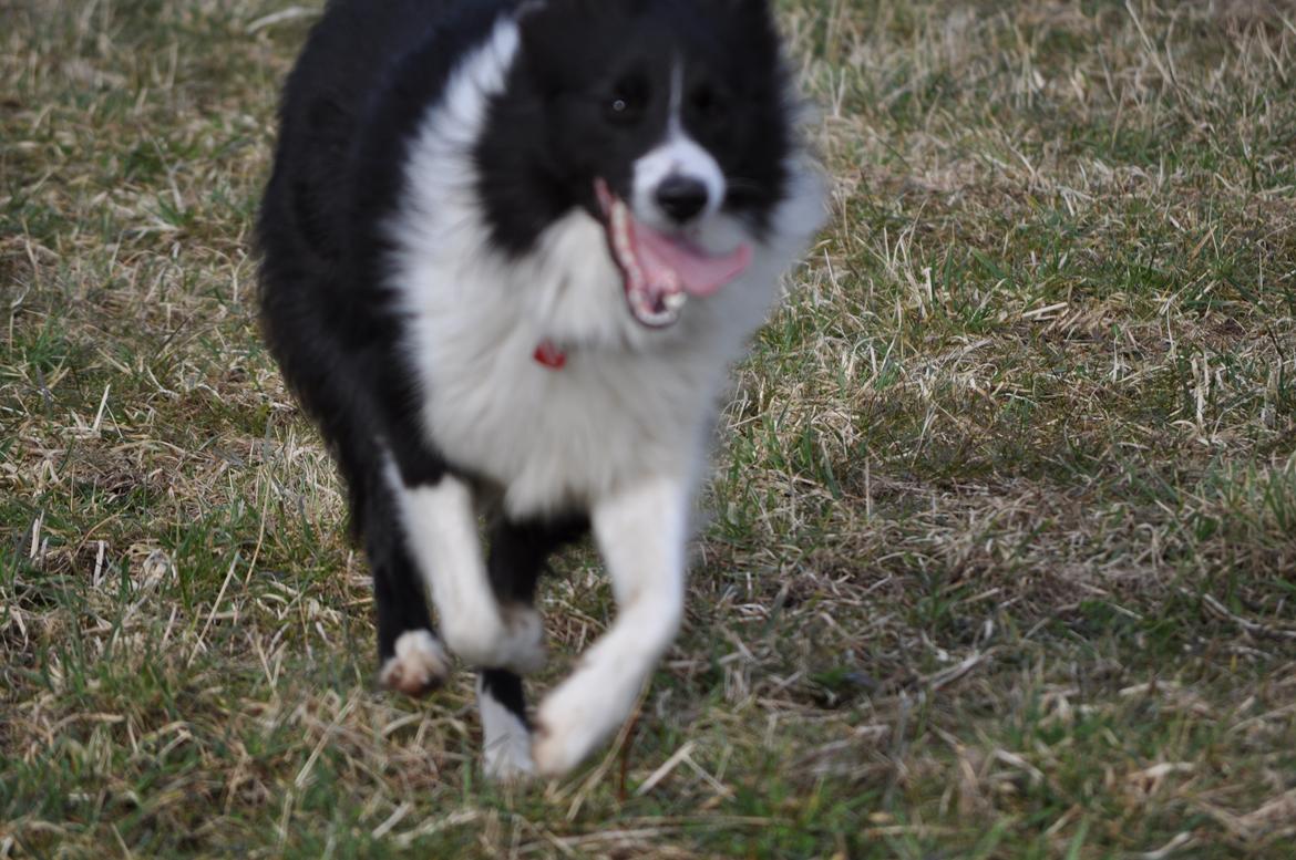 Blanding af racer Banda billede 4