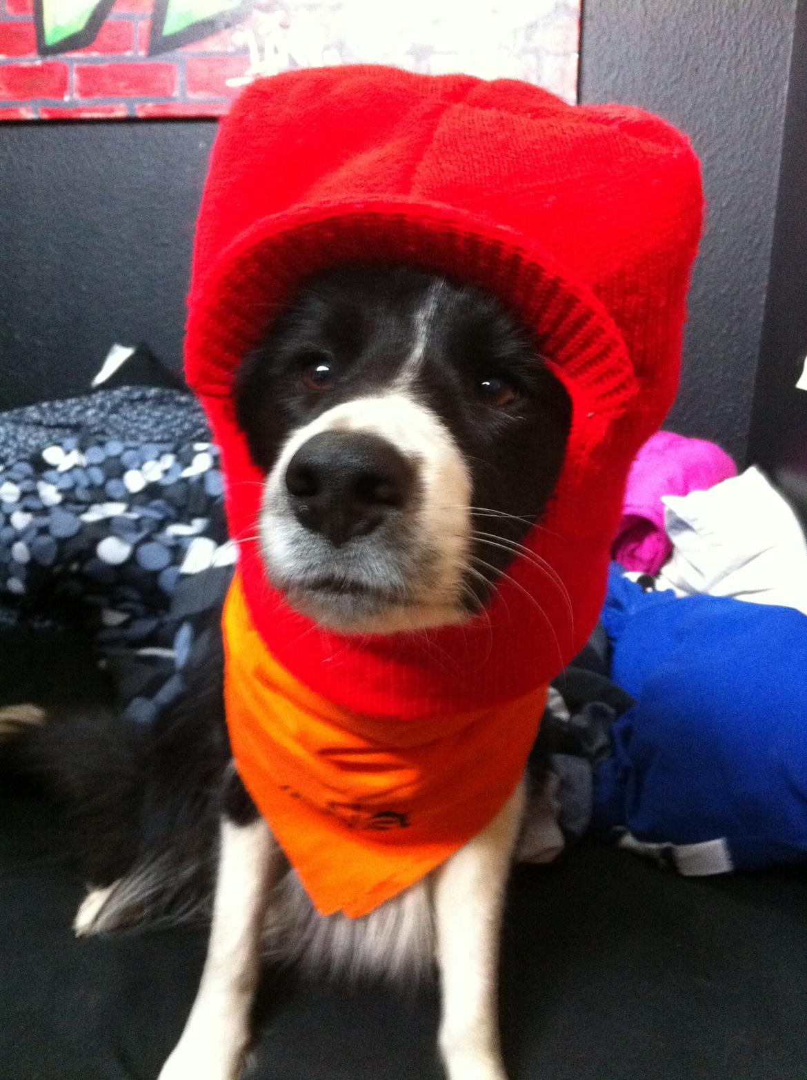 Blanding af racer Banda billede 5