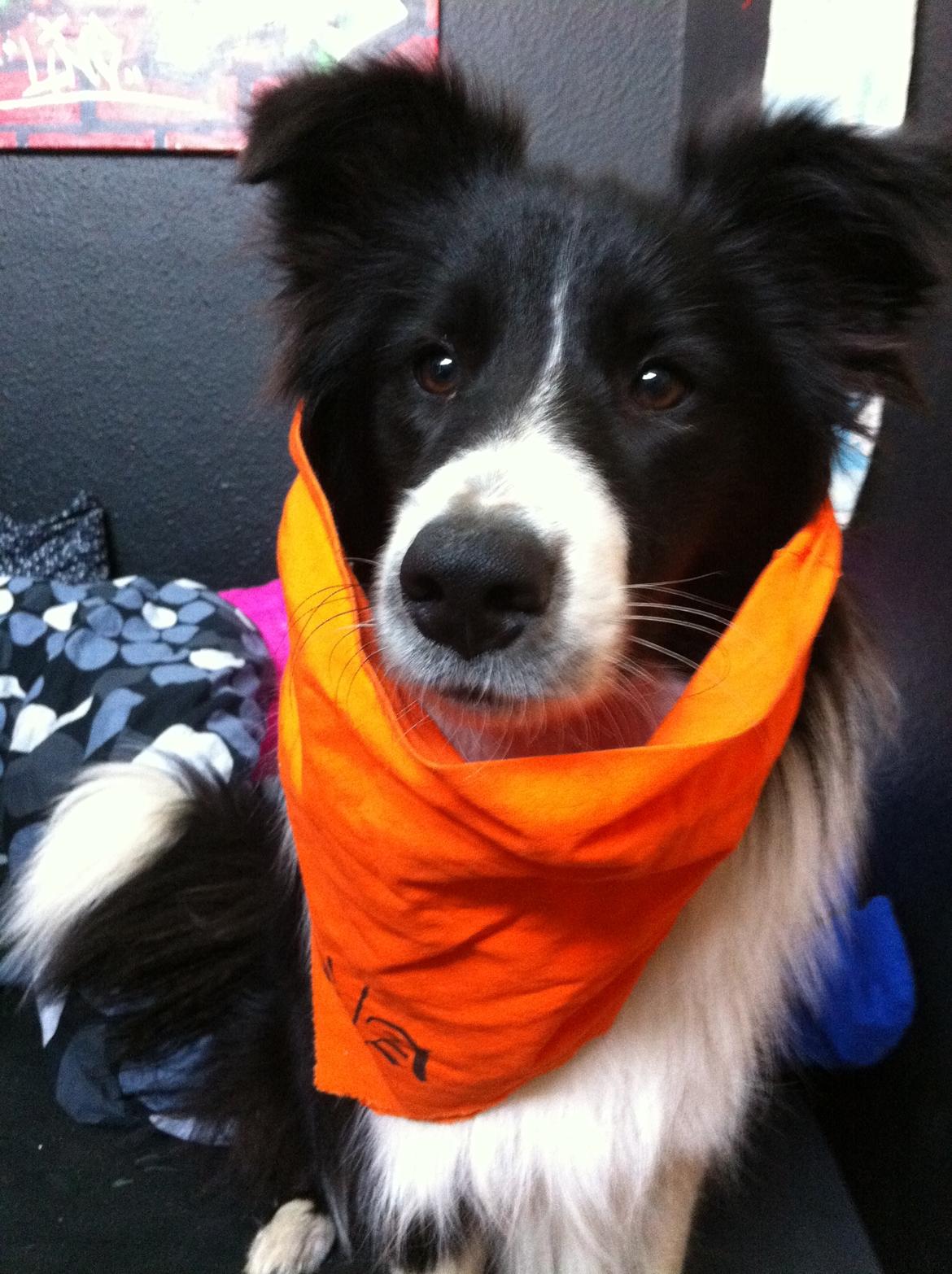 Blanding af racer Banda billede 6