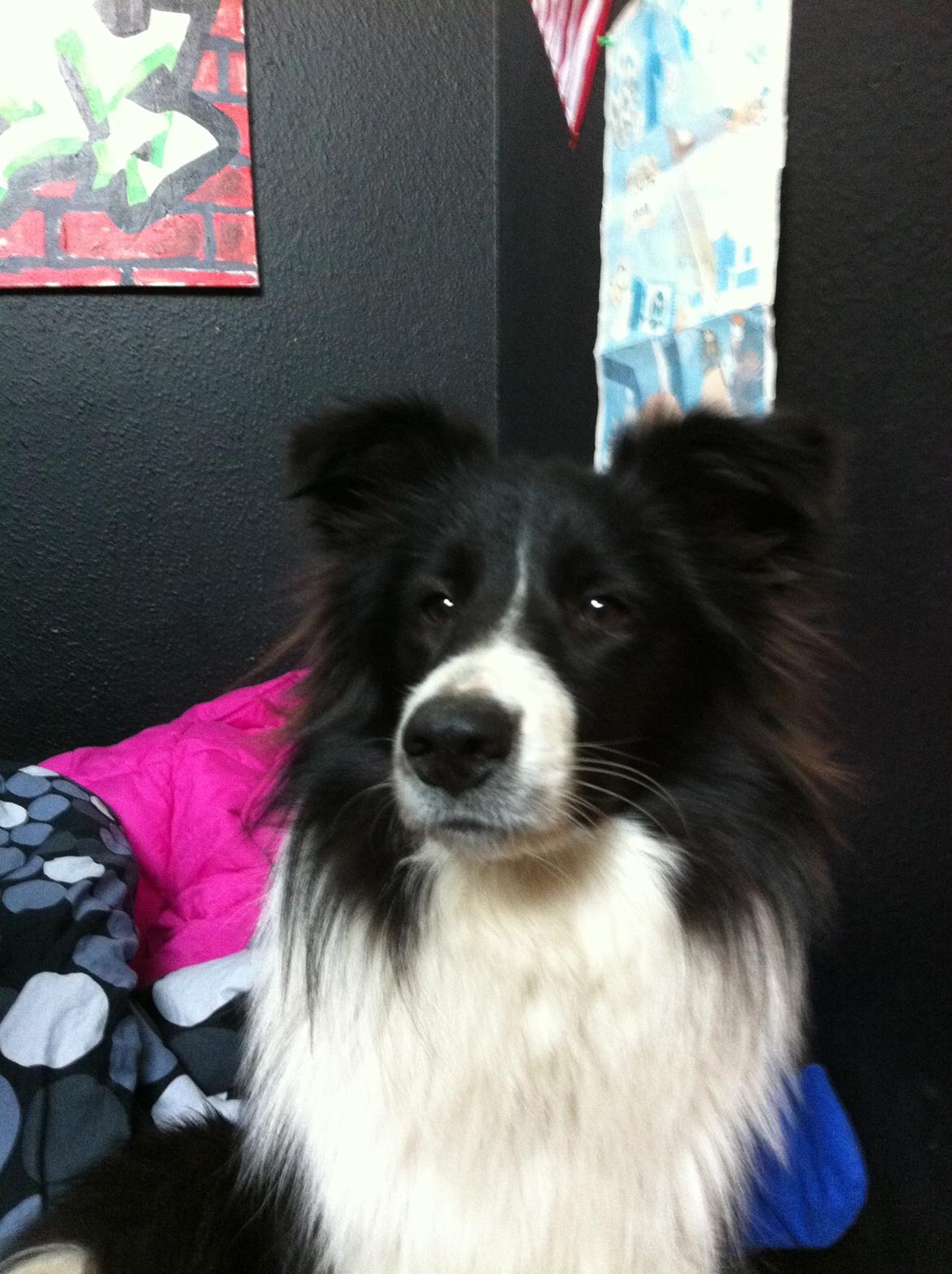 Blanding af racer Banda billede 7