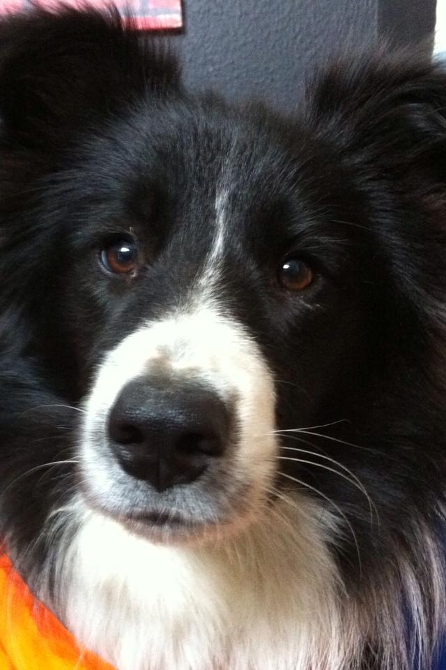 Blanding af racer Banda billede 8